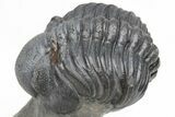 Detailed, Partially Enrolled Morocops Trilobite - Morocco #213089-1